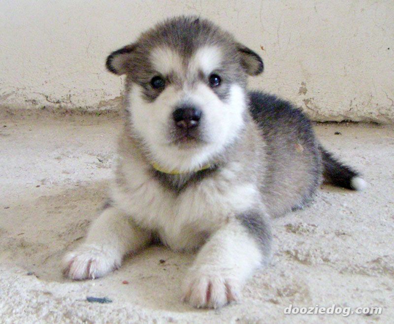 O Names For Dogs O Names For Dogs
