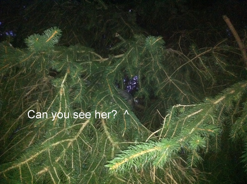 Are Chickens Really Dumb?