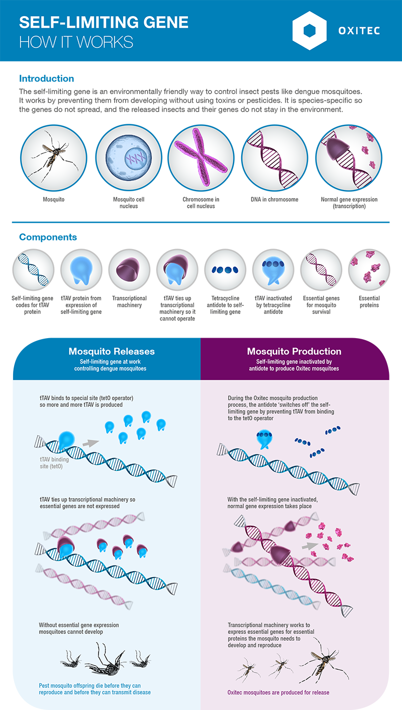 Medical Microbiology Introducing mosquitos into wild to protect