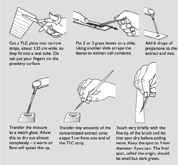 104 Separating chlorophyll pigments by Thin layer chromatography (TLC