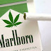 Marlboro ‘M’ Brand Marijuana Cigarettes Now For Sale In Four U.S. States