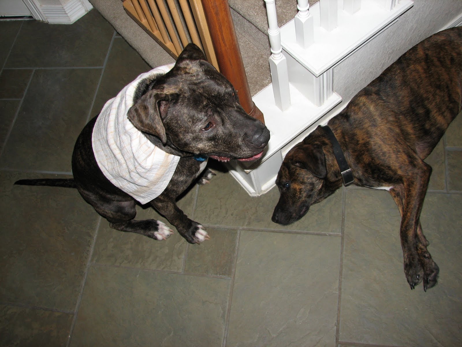 A Dog Named Hank the adventures of super hank!