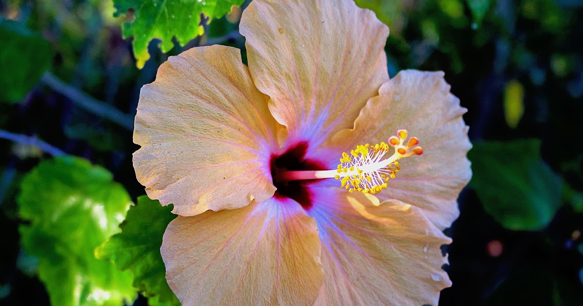 Know About Hibiscus Benefits for skin Evergreen Blog Post