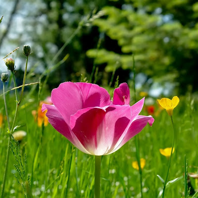 Field of flowers, Spring download free wallpapers for Apple iPad