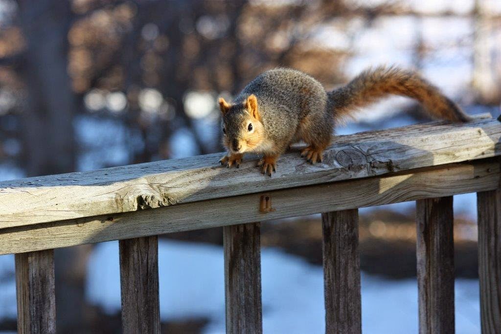 Sarah Lynn S Nature Splendor Squirrels On Deck