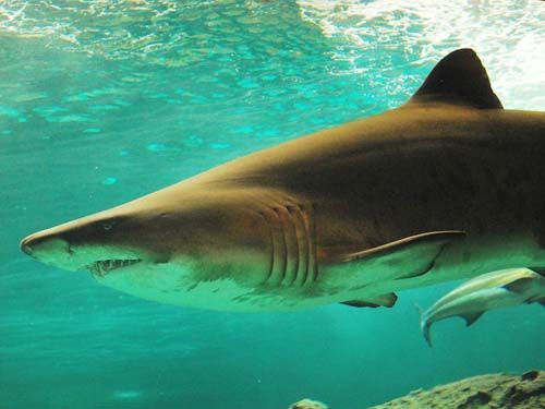 Apakah Ikan Hiu berkembang biak dengan cara Ovipar