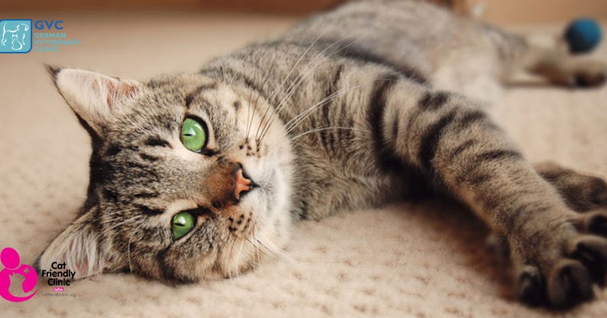 Signs of poisoning in cats
