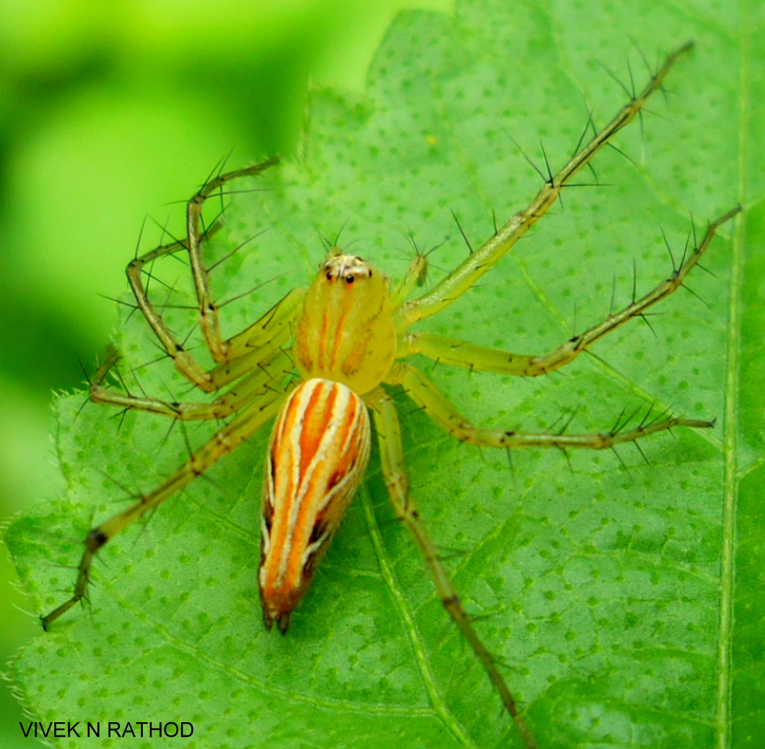 Lynx spider Oxyopes sp. Family Oxyopidae