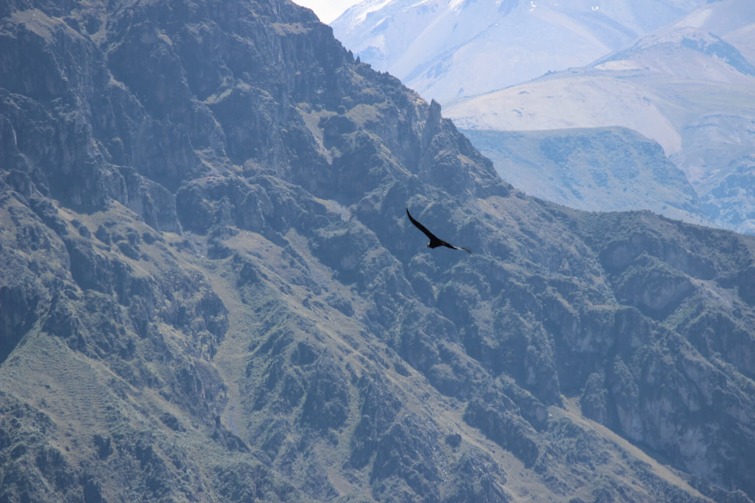 condor at the colca canyon