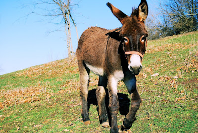 Burro en el rancho - Donkey