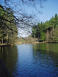 The forest in Spring