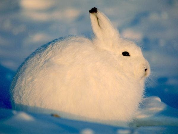 كيف تعيش الحيوانات في القطب الشمالي؟
