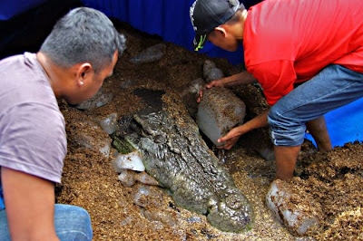 Buaya terbesar mati di Filipina