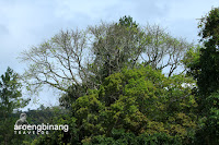 danau maninjau