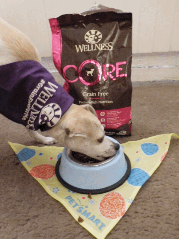 HAPPYHAZEL Finding The Wellness Difference with Wellness Core at PetSmart! WellnessPet Dog