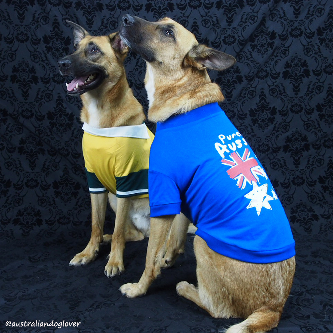 Celebrate Australia Day with Dogs Safely Australian Dog Lover