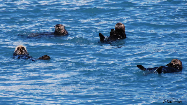 Sea otters