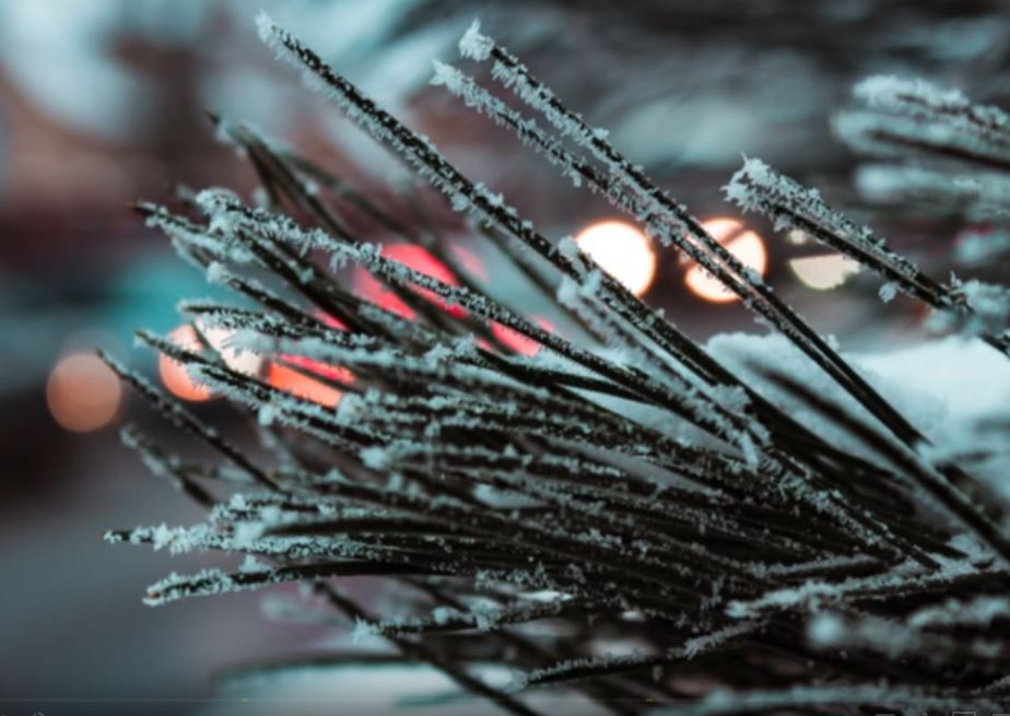 Christmas Tree Farm Bigfoot Encounter