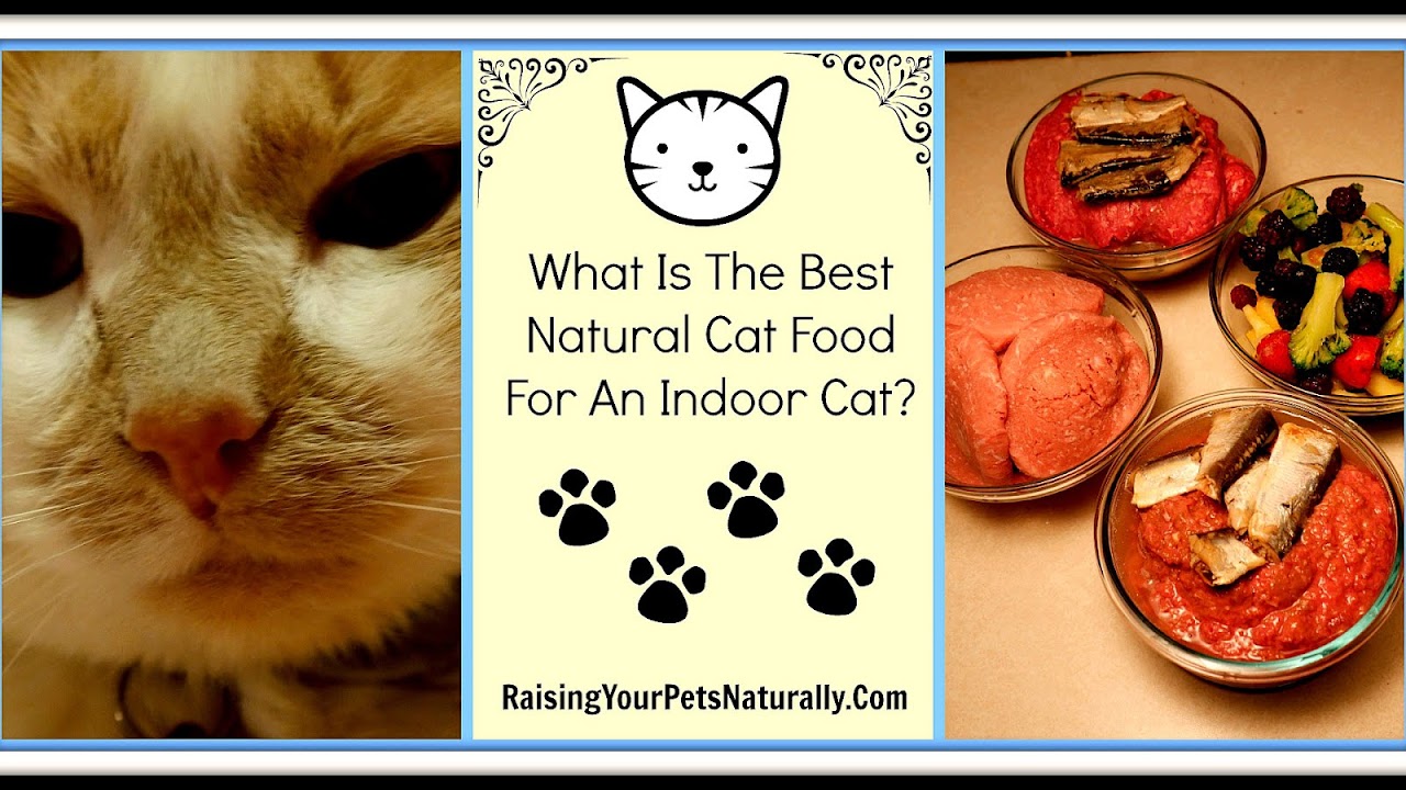 Best Holistic Cat Food Cat Choices