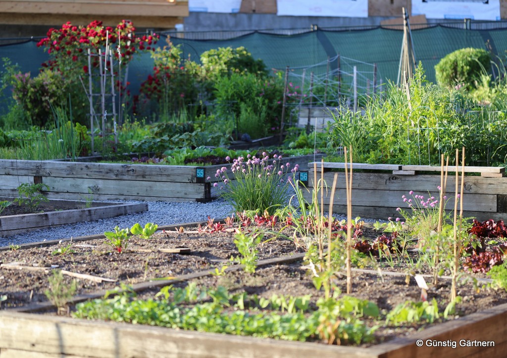 Günstig gärtnern Quadratisch und praktisch