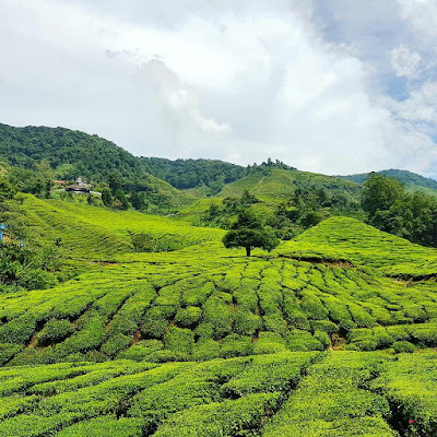 Ladang Teh Cameron Valley (The Bharat Tea)