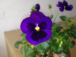 violet flowers flower bud