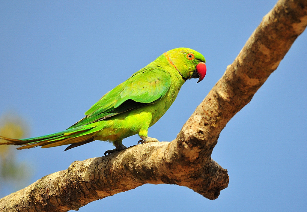 The Life Journey in Photography Parrot at Yala National Park, Sri Lanka