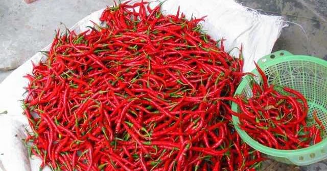 budidaya cabe keriting musim kemarau