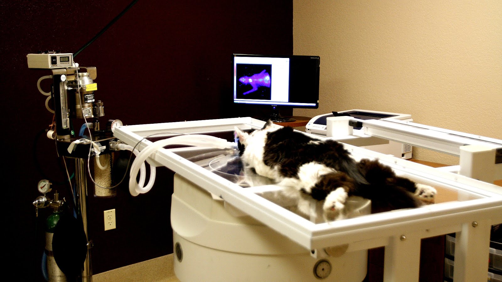 Radioactive Iodine For Cats Cat Choices