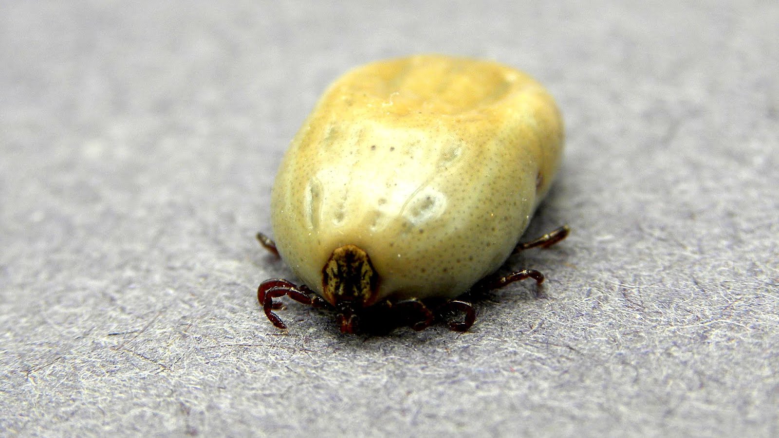 Haemaphysalis leachi Yellow Tick Yellow Choices