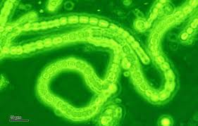 Ciri dan Peranan Cyanobacteria bagi Kehidupan Manusia