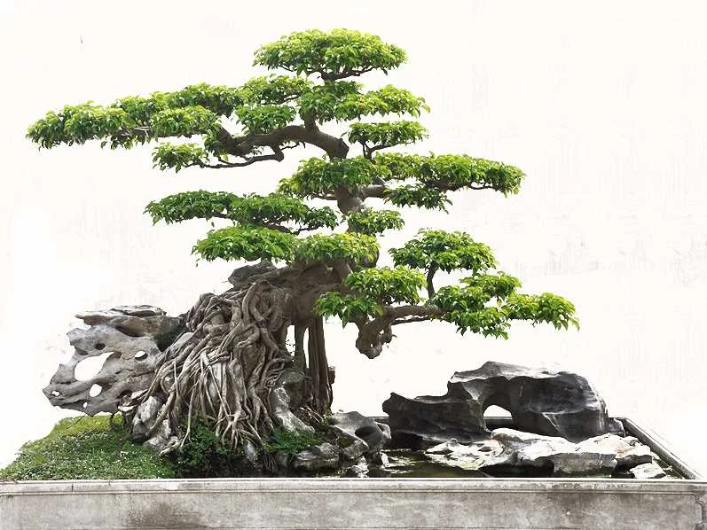 Dùng rác thải làm phân bón cho cây cảnh