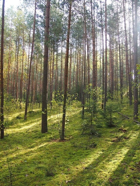 Lithuanian forest right outside of Vilnius