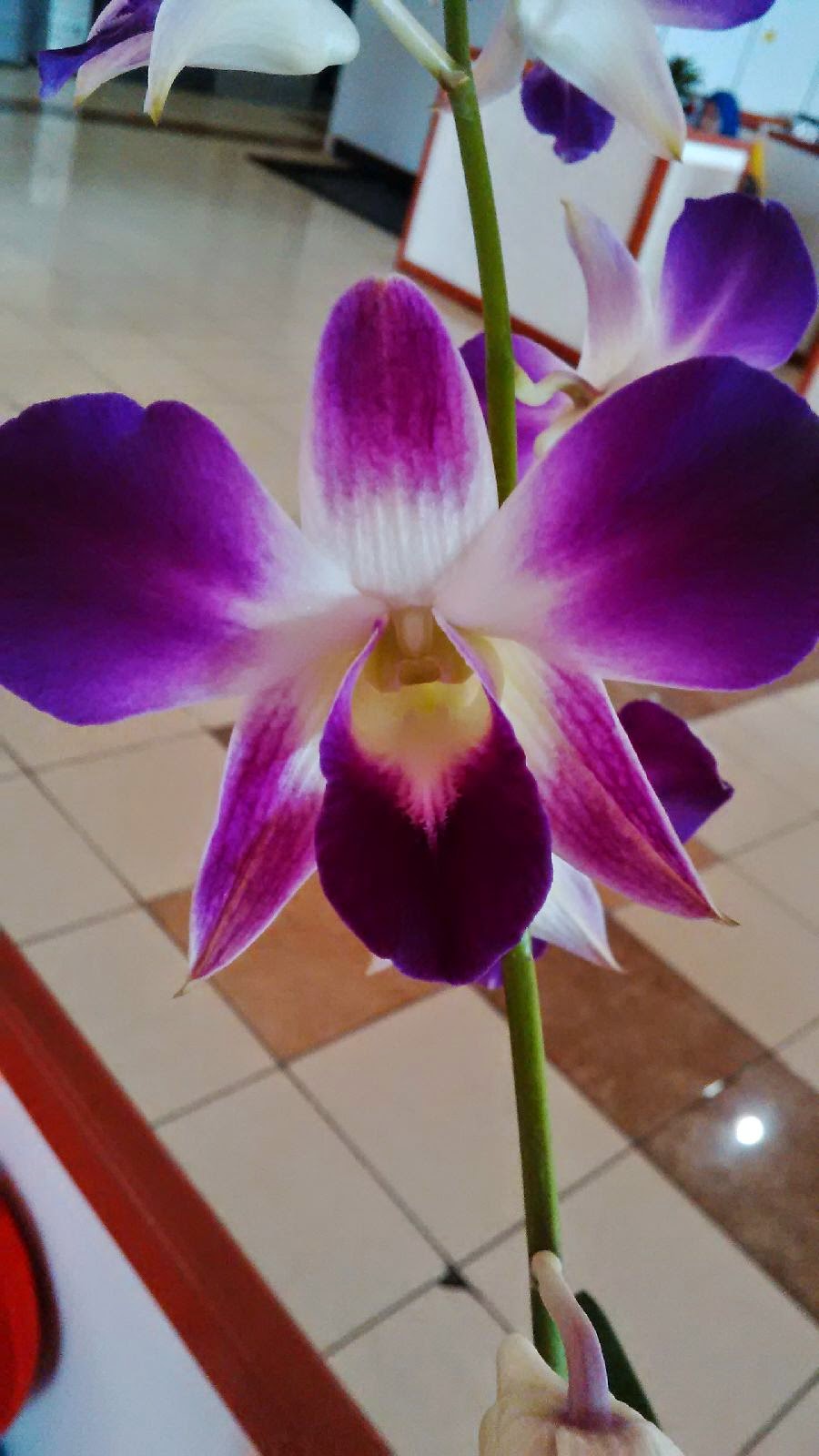 Polahku : TIPS: Jenis Anggrek Yang Cocok di Dalam Ruangan