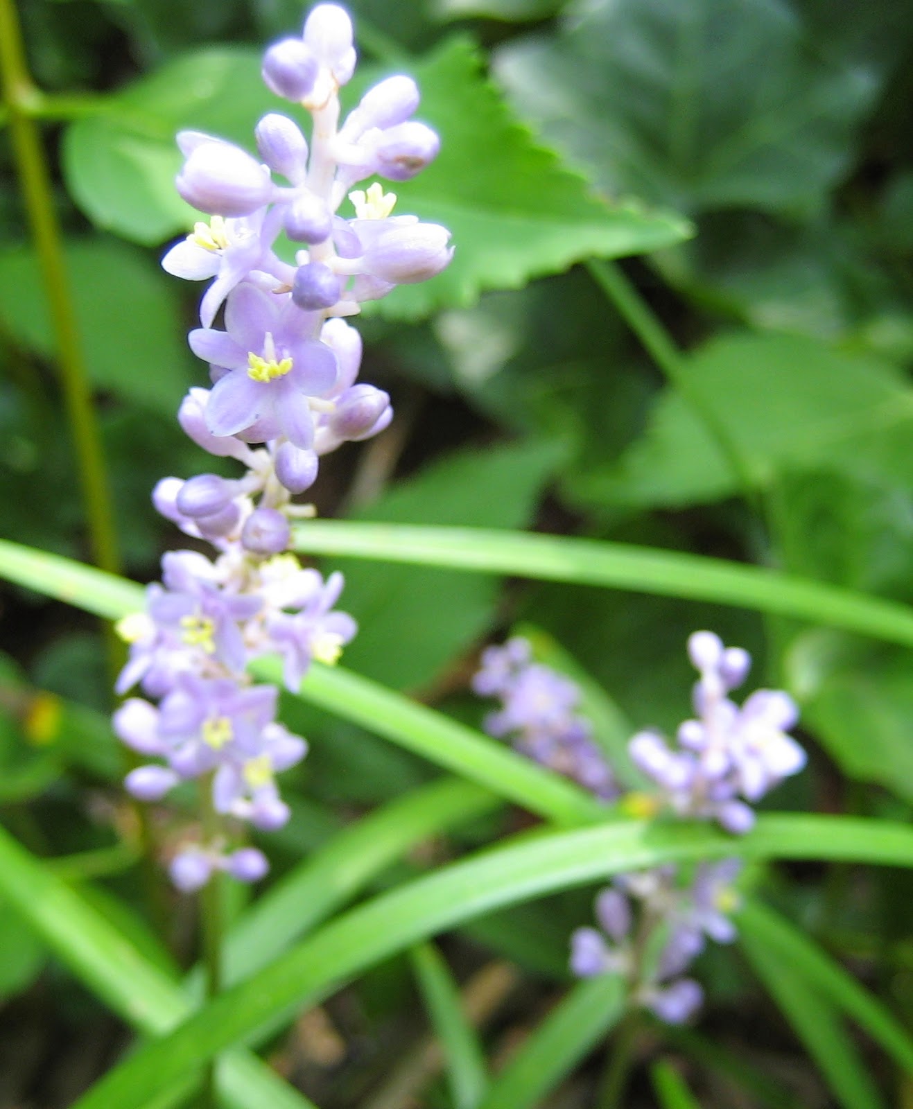 Discovering His Creation: Monkey grass- Lilyturf ( Liriope muscari )