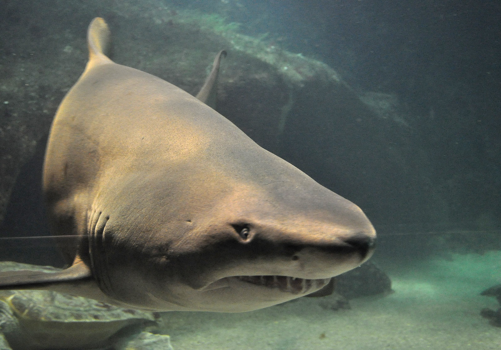 La ventana de Pedro Acuario de O Grove