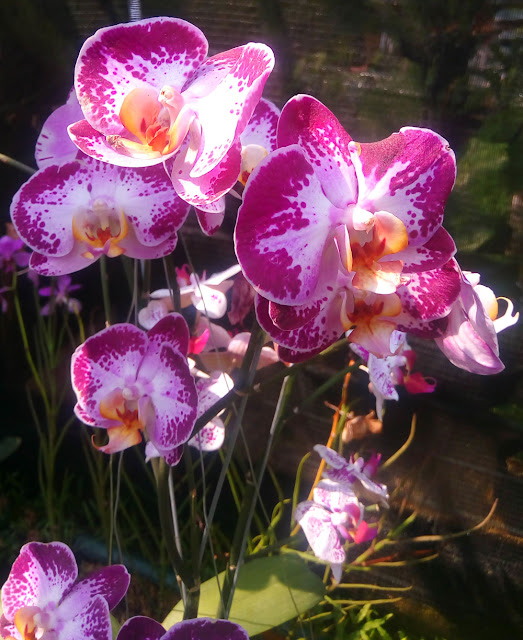 Beautiful Orchid Phalaenopsis Cattleya 