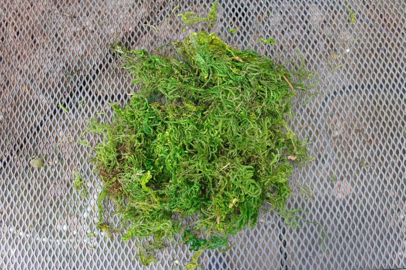 Tips For Making Inexpensive Moss Balls Miss Kopy Kat