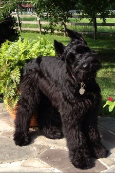 Temperament of a giant schnauzer Temperament of a giant schnauzer