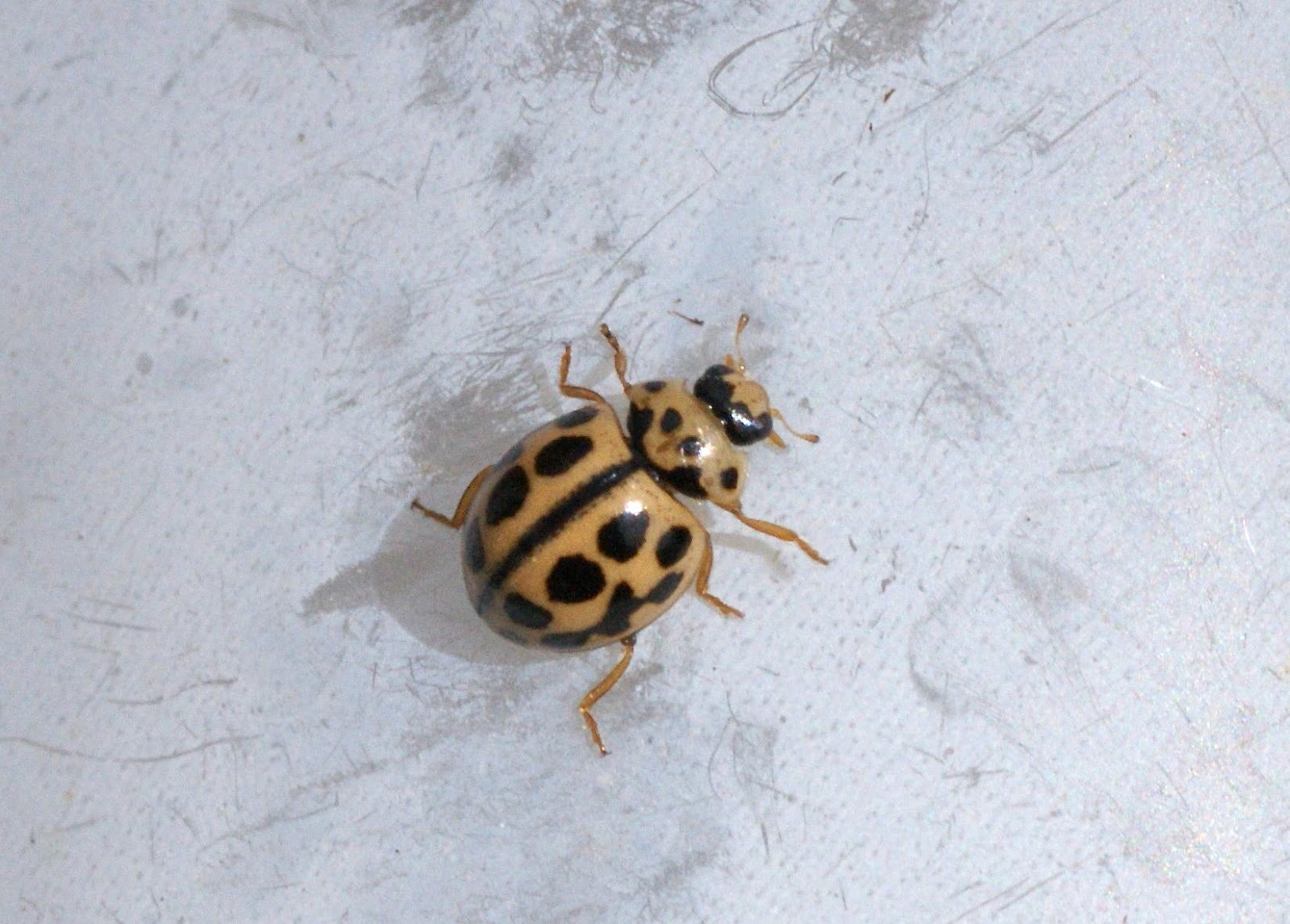 French wildlife and beekeeping Ladybirds in France including the Asian
