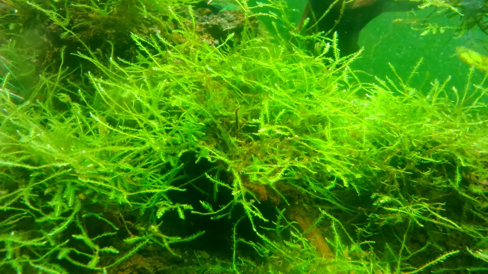 Hd Wallpapers Jenis Moss Aquascape Wallpaper Wall Bed Znr Pw