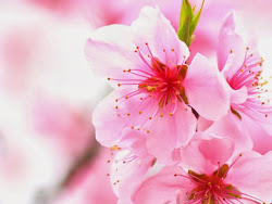 blossom cherry flowers wallpapers flower sakura blossoms pretty background japanese pink trees backgrounds cool