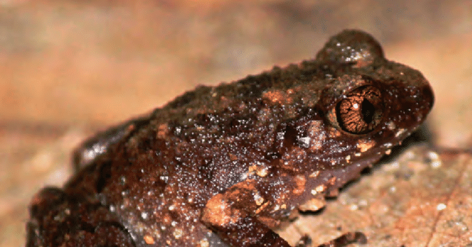 Species New to Science [Herpetology • 2018] Leptolalax macrops • A New