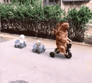 Perro en triciclo paseando cachorros gif divertido