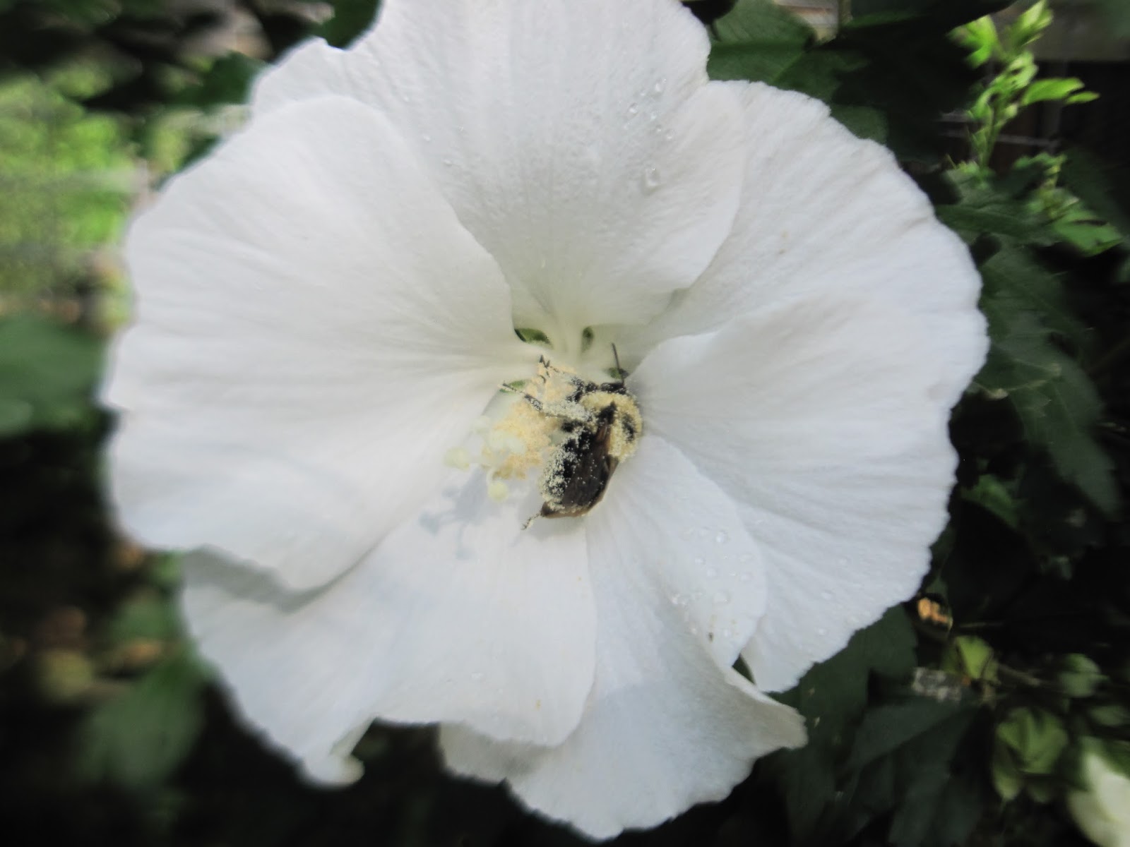Silk Tree Farm Must Be Monday Lets Play in the dirt!