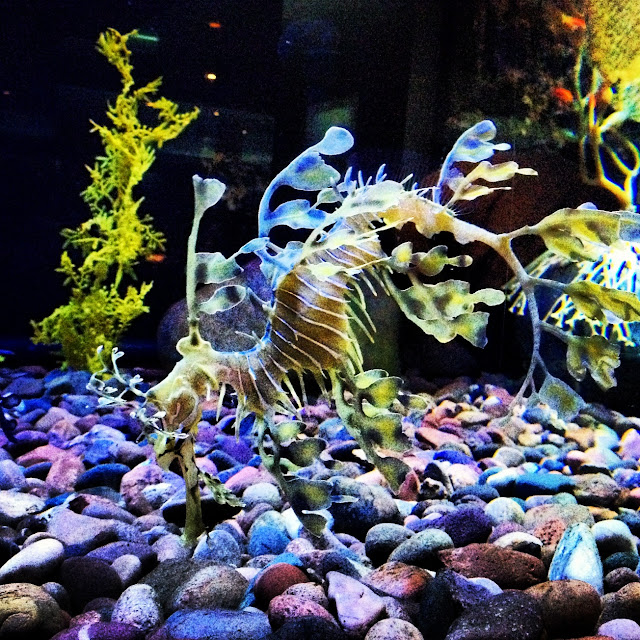 Curators of Cool. Finally made it to the Dallas Aquarium.