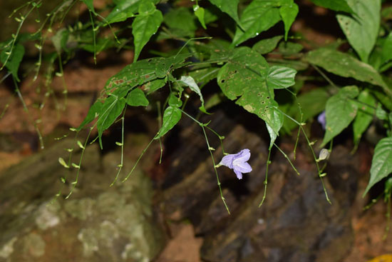 Strobilanthes bibracteata 