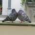 What these 2 pigeons taught me !