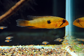 Apistogramma lineata