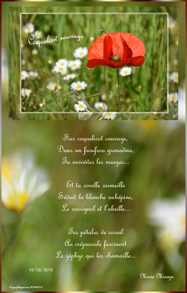 Au pays des images et des mots: Poème...Coquelicot sauvage!...